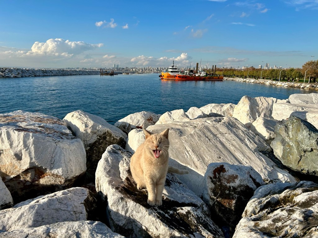 121. Sessiz Limanın Neşeli Nöbetçisi